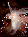   Flabellina eating Tubularia indivisa  